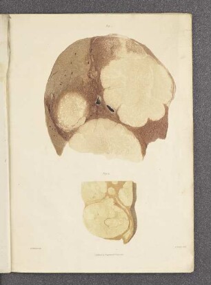 Plate II.
