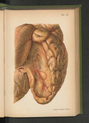 Tab. 34.