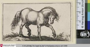 [Trabendes Pferd nach rechts; Horse Walking to the Right]