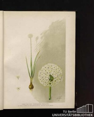 Allium cepa Linné. Sommerzwiebel, Küchenzwiebel.