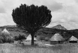 Rhodesien, heute Simbabwe, Südafrika, aus der Serie 'Die Welt des Tabaks'