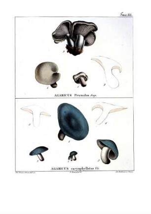 Tav. III. Agaricus caryophyllatus Viv.