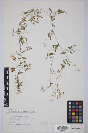 Vicia cirrhosa Webb & Berthel.