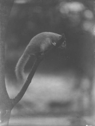 Siebenschläfer : Kletternder Siebenschläfer (Glis glis Linnaeus) auf einem Ast.