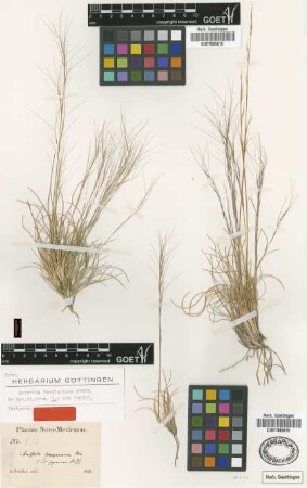 Aristida fendleriana Steud. [isotype]