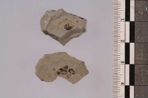 Marienkäfer (Coccinellinae)