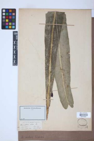 Asplenium nidus