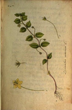 Deutschlands Flora : in Abbildungen nach der Natur mit Beschreibungen. 1,1, Abt. I., Phanerogamen ; H. 1