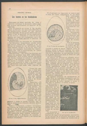 Página rural - Los huevos en las incubadoras