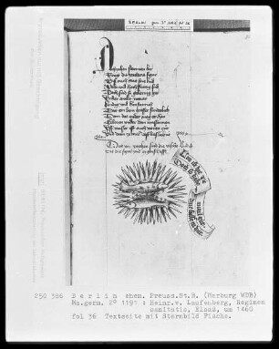 Heinrich von Laufenberg, Regimen sanitatis, deutsch — Fische, Folio 36recto