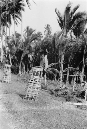 Baumschutz am Weg : Landschaft mit Palmen und Bananen sowie jungen geschützen Bäumen