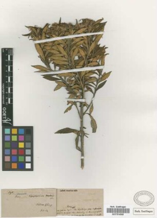 Diplostephium mandonii Sch.Bip.
