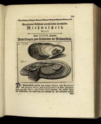 Vierzehentes Geschlecht zwoschalichter Conchylien. Mießmuscheln.
