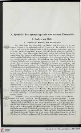I: Becken und Hüfte