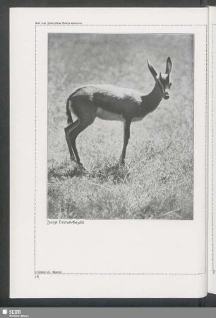 Junge Dorcas-Gazelle