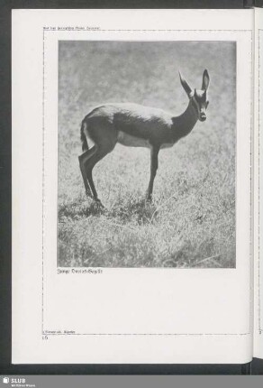 Junge Dorcas-Gazelle