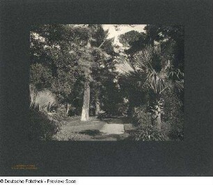 Foto, Del Monte