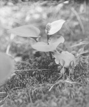 Drachenwurz : Königswartha, Drachenwurz (Calla palustris Linnaeus), Schlangenwurz.