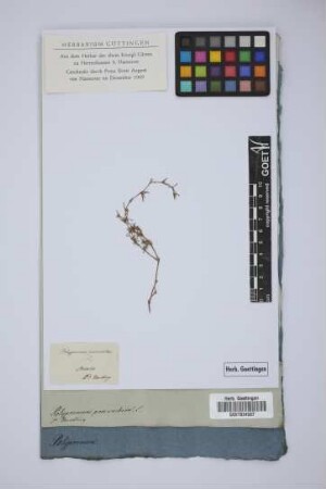 Polypremum procumbens L.