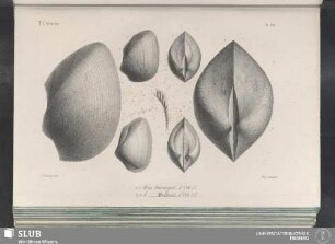 Pl. 318