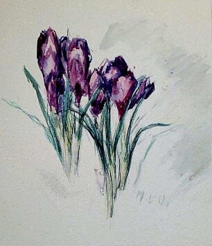 Krokus