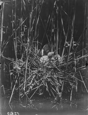 Zwergdommel : Zwergdommel (Ixobrychus minutus Linnaeus), adulter Vogel und Jungvögel im Nest.
