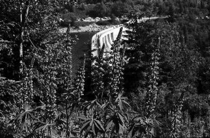 Lupinen vor der Staumauer am Schluchsee