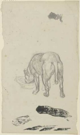 Saufender Hund, von hinten gesehen