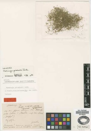 Moehringia grisebachii Janka [lectotype]