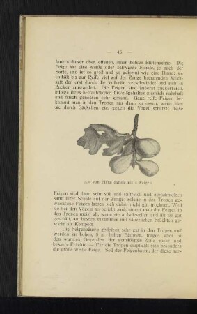 Ast von Ficus carica mit 4 Feigen.