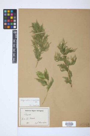 Selaginella inaequalifolia (Hook. & Grev.) Spring