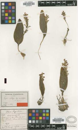 Liparis vexillifera (La Llave & Lex.) Cogn. [isotype]