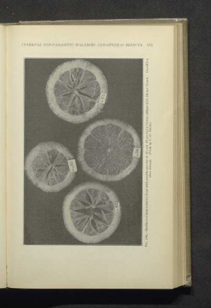 Fig. 156. - Sections of lemon fruits....
