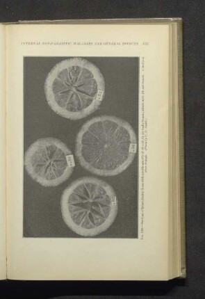 Fig. 156. - Sections of lemon fruits....