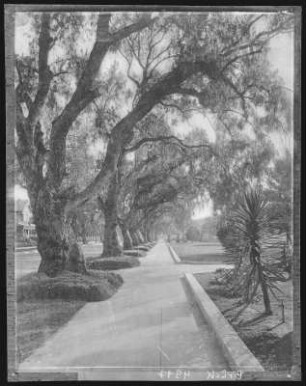 Pasadena. Marengo Ave., Pasadena, Cal.