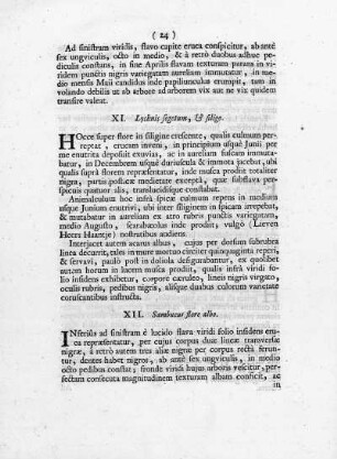 XII. Sambucus, cum flore albo