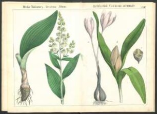 Tafel XVIII.: Weisse Nieswurz. [...] Herbstzeitlose. [...]