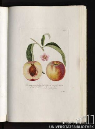 Tab. 31. Die ächte purpurfärbige frühe Pfirsich, mit großer Blüthe. La Pourprée hative veritable á grande fleur.