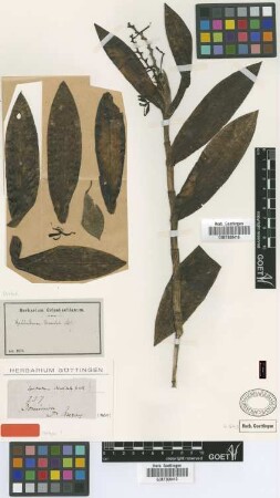 Epidendrum discoidale Lindl. [isotype]