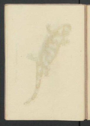 Lacerta Salamandra L.
