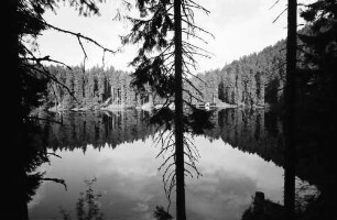 Schapbach: Glaswaldsee, Baumstämme und Spiegelung; Blick über den See