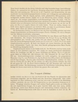 Die Trappe (Otididae)