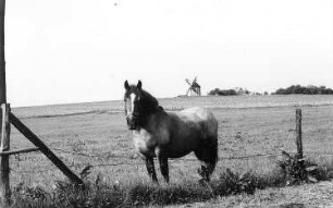 Hochkirch-Rodewitz. Erdholländer, Ansicht von Wawitz aus