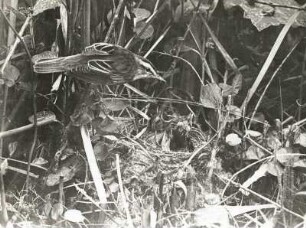 Schilfrohrsänger (Acrocephalus schoenobaenus) kommt auf das Nest