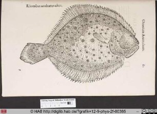 Rhombus aculeatus alter.