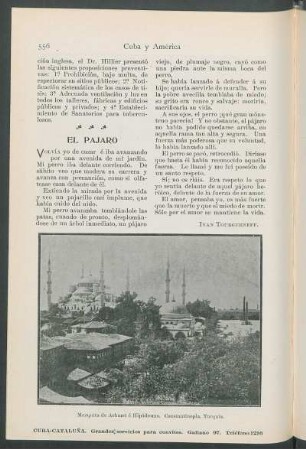 El pájaro.