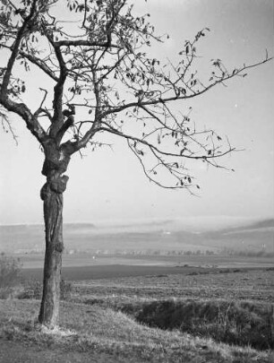 Cotta. Blick von Cotta über das Gottleubatal auf Langenhennersdorf