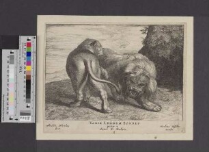 Variæ Leonum Icones [Titelblatt]