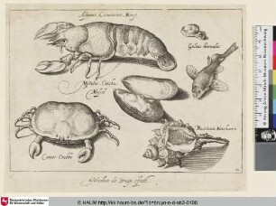 Astacus, Cammarus. Krest; Guleus hinnulus; Mytulus, Concha Mossel; Buccinum Kinchoren; Cancer; Crabbe [Hummer, Miesmuschel, Hornschnecke und Krebs; A Lobster, Mussel, Conch Shell and a Crab]