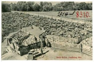 Pendleton, Oregon. Stock Ranch